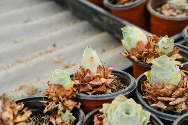 山地玫瑰的播种