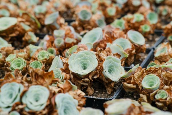 山地玫瑰的繁殖方法