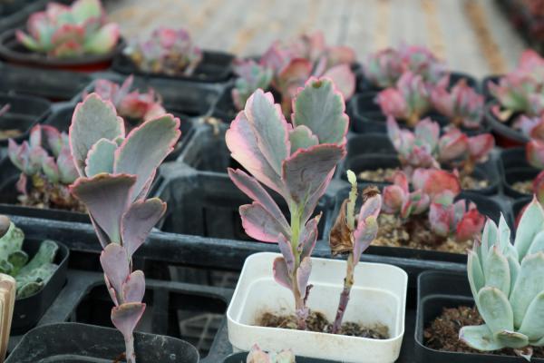 玉吊钟怎么砍头