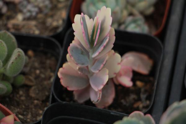 玉吊钟怎么出锦