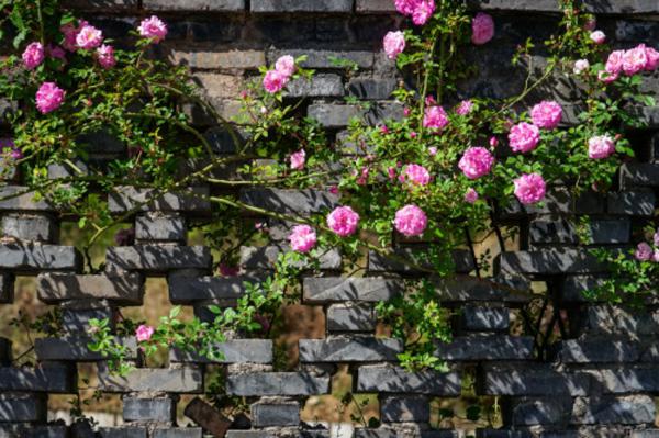 蔷薇花怎么浇水
