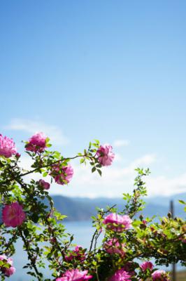 蔷薇花怎么扦插