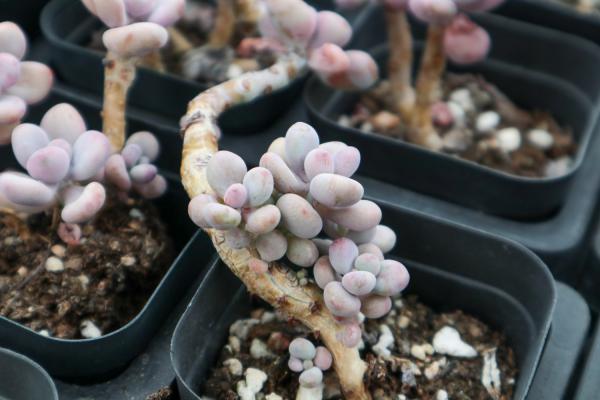 桃之卵怎么扦插