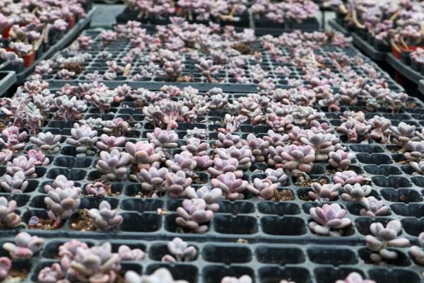 桃之卵怎么播种