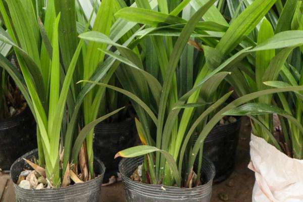 怎么让兰花多开花