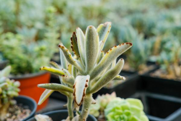 月兔耳的砍头扦插繁殖