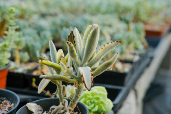 月兔耳怎么修剪