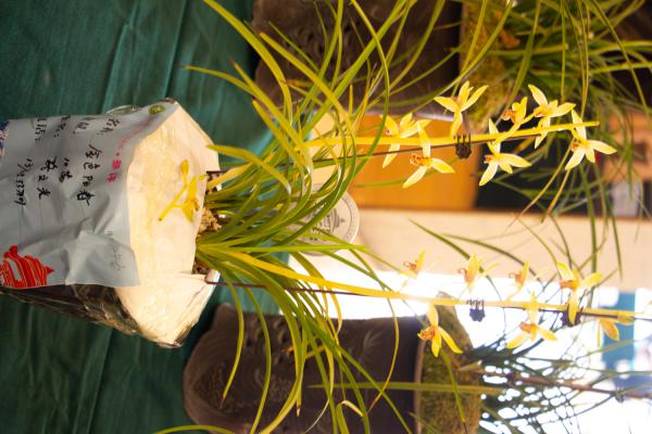 怎么养兰花的品质更好