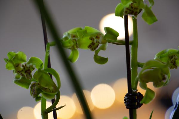 兰花怎样预防病虫害