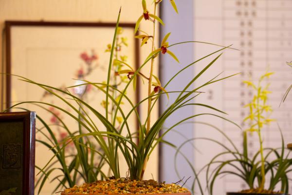 怎么判断兰花有没有打激素