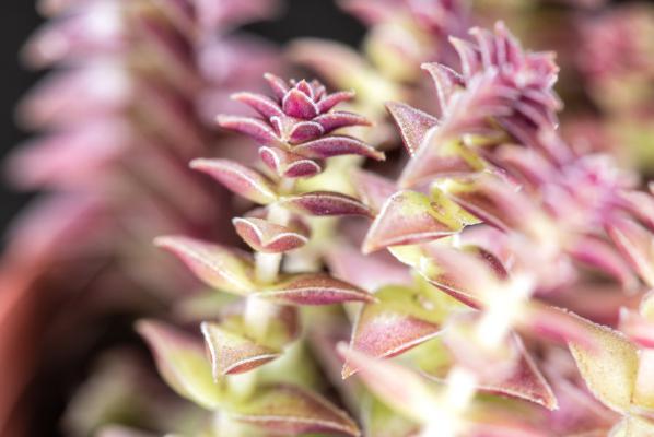 茜之塔怎么砍头