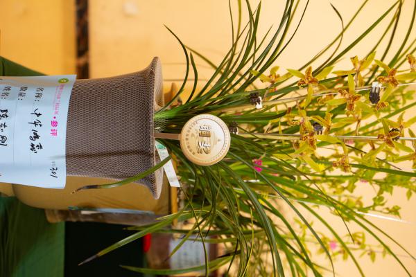 兰花夏天怎么养