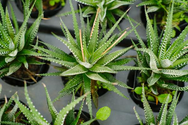 条纹十二卷怎么度夏