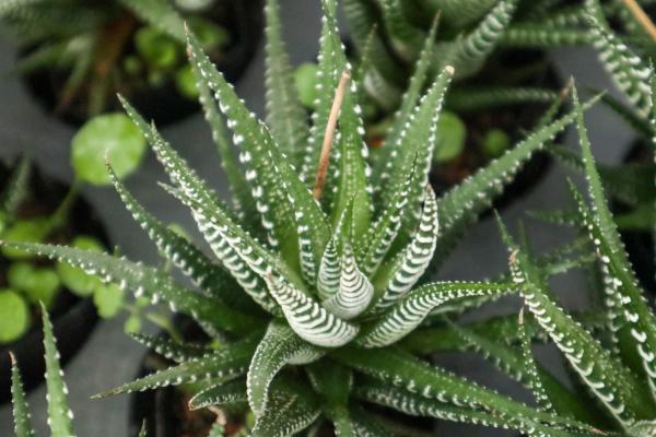 条纹十二卷怎么出锦