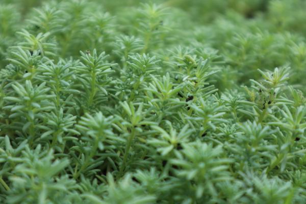 薄雪万年草的浇水技巧