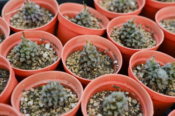 多肉幼苗怎么变大