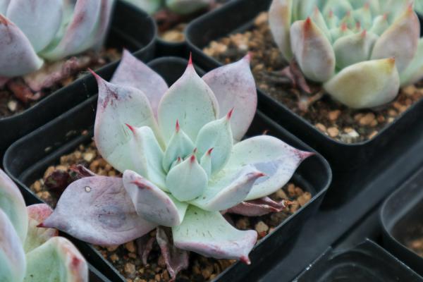 怎么让多肉变多头