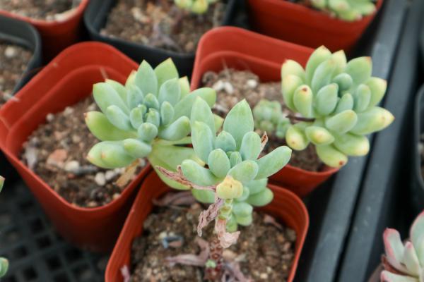 暴雨浸泡后，多肉植物该怎么养？