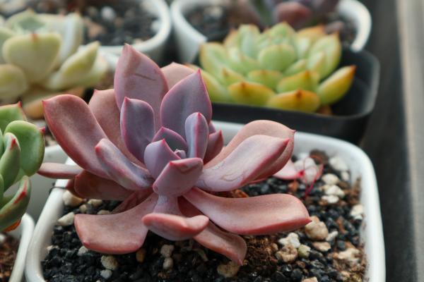 多肉植物如何授粉