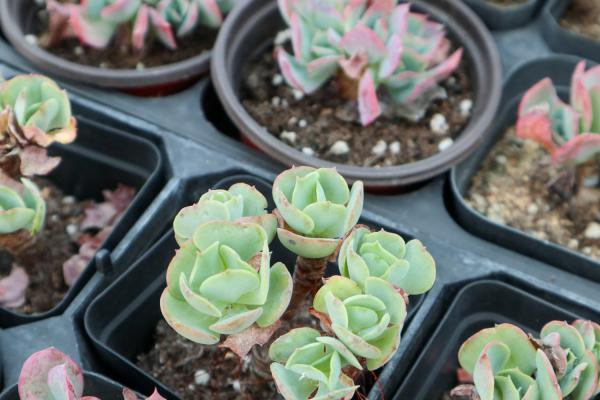 多肉植物好种子，一眼就识别