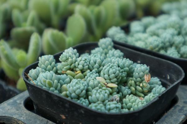 姬星美人怎么叶插