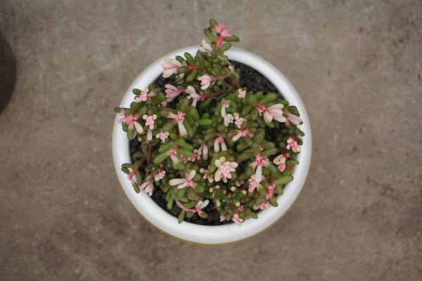 虹之玉叶插方法