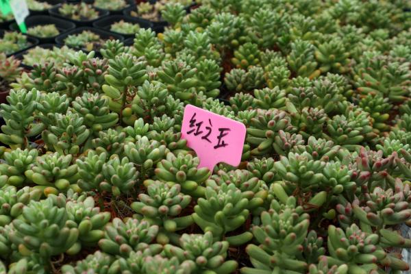 虹之玉怎么施肥