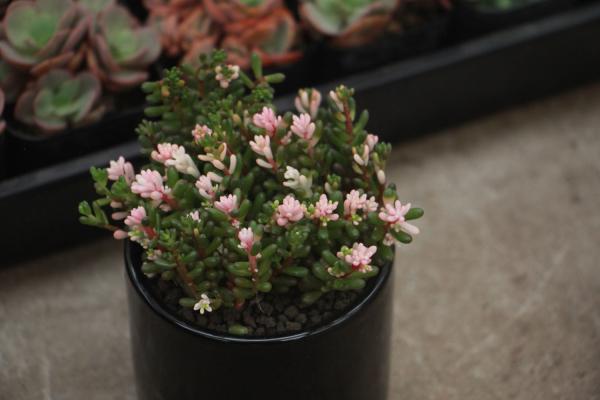 虹之玉怎么浇水