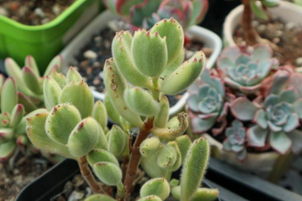 熊童子怎么枝插