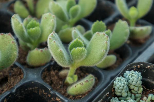 熊童子怎么度夏