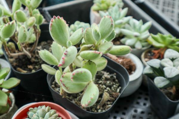 熊童子种子怎么种