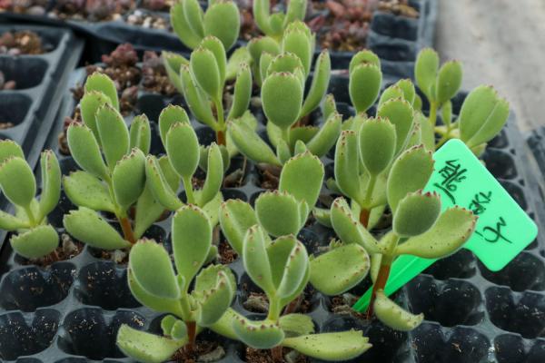 熊童子怎么繁殖成活率高