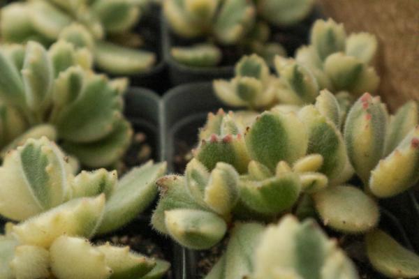 熊童子什么时候开花