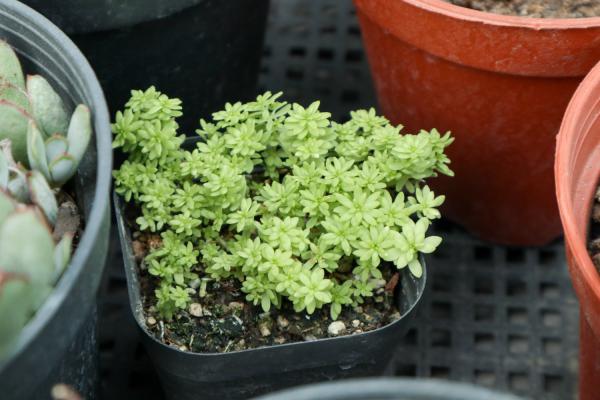 黄金万年草徒长怎么办