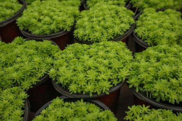 黄金万年草的四季养护方法