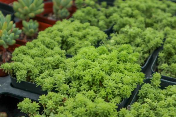 黄金万年草怎么浇水