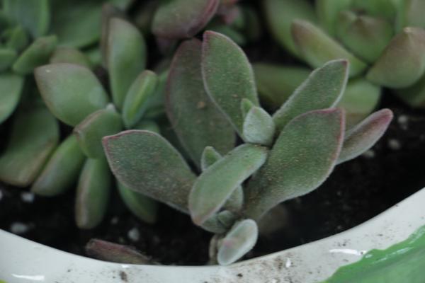 各个品种多肉植物开花该如何应对