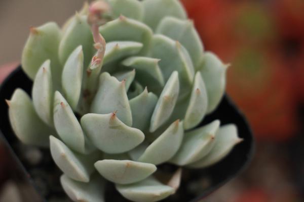 吉娃莲什么时候需要换盆修根