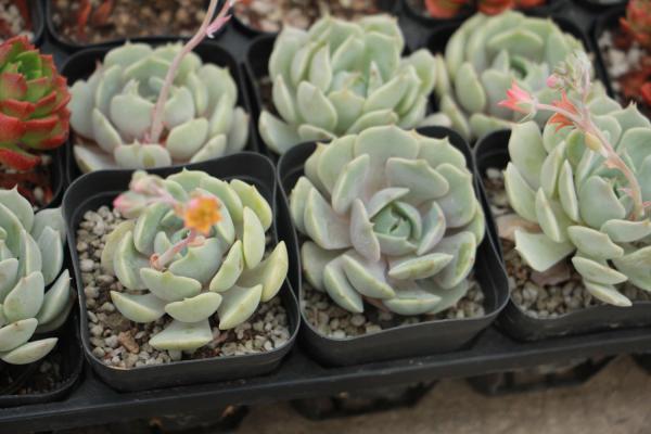 吉娃莲扦插怎么配土