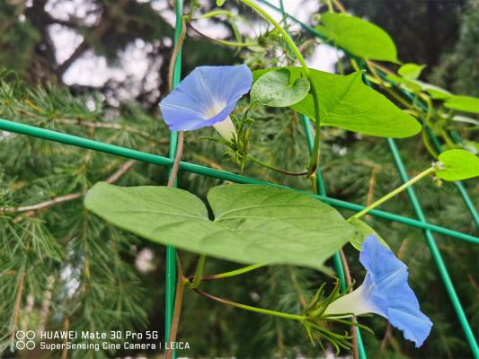 牵牛花小苗怎么上盆