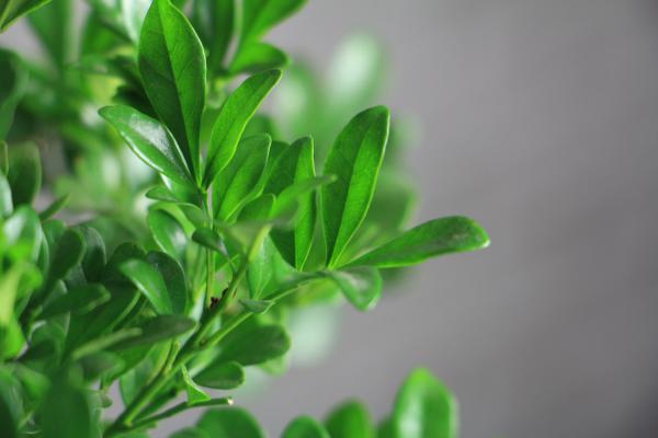 米兰花怎么换盆