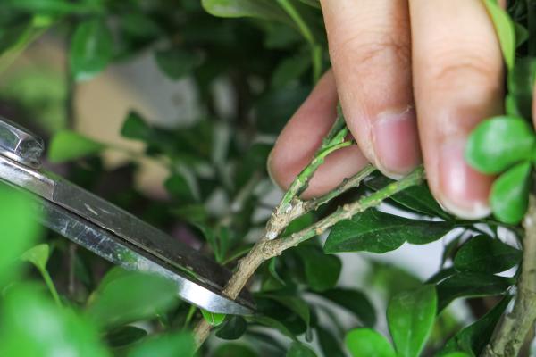 米兰的扦插方法