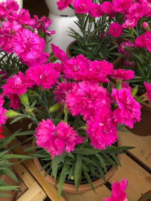 康乃馨的扦插方法