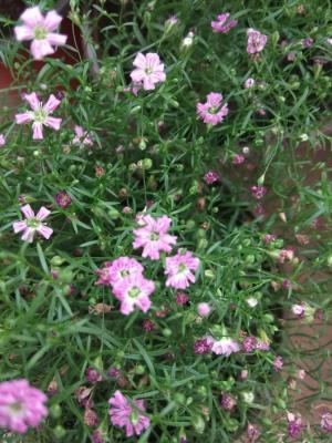 怎么养好满天星