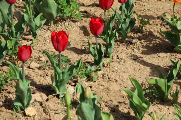 郁金香鳞茎腐烂了怎么办