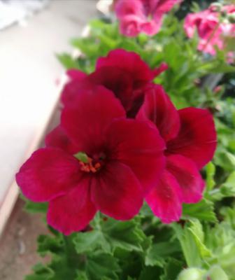 天竺葵怎么施肥