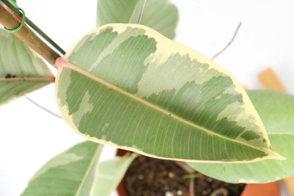 橡皮树的扦插方法