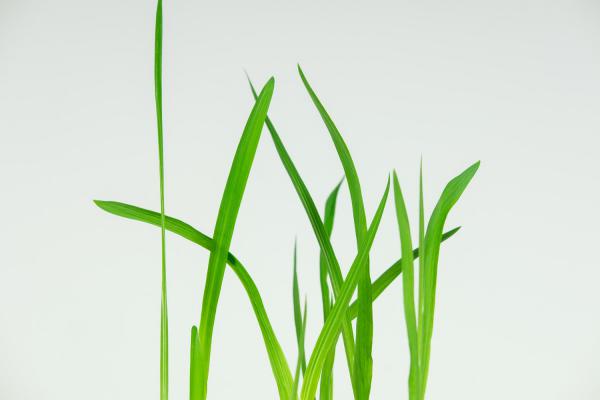 怎样让香雪兰提前开花