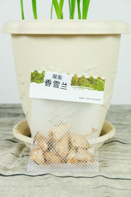 香雪兰夏天怎么办