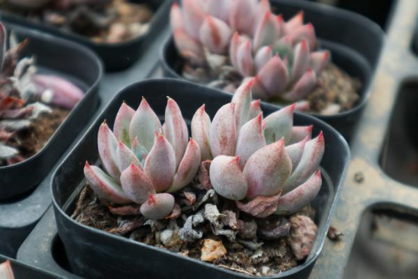 多肉植物如何浇水